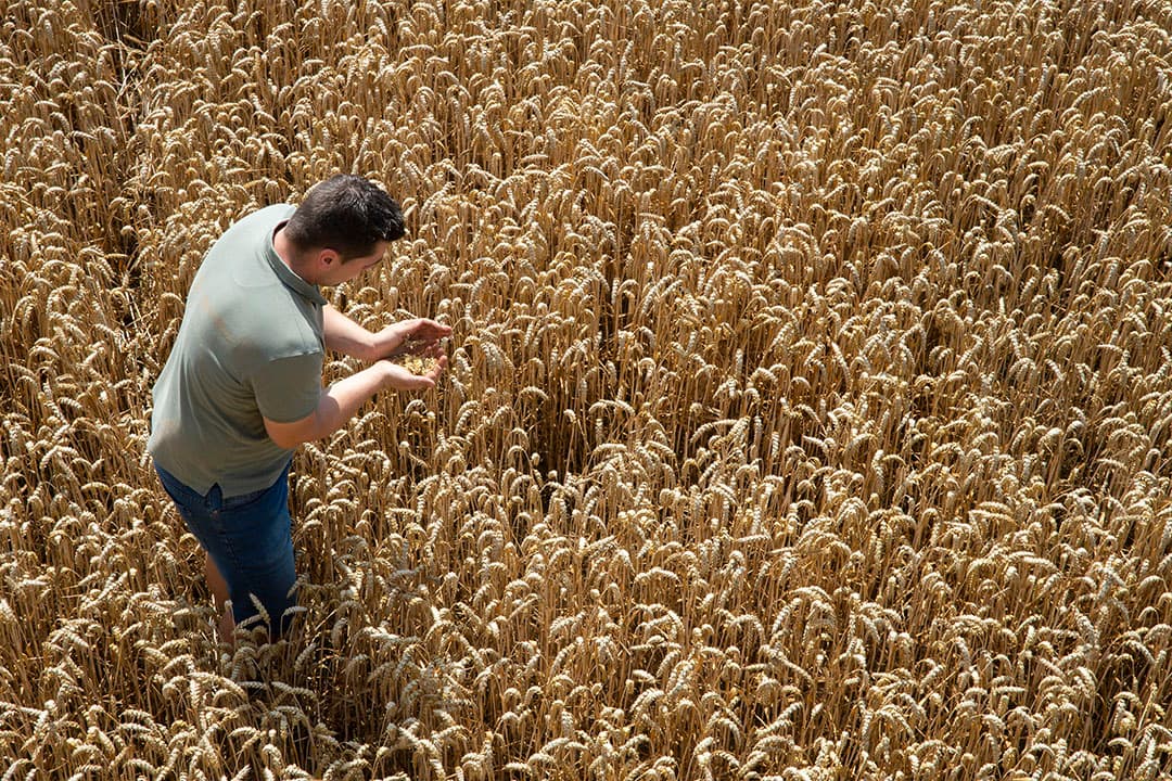 graanpoolprijs Agrifirm