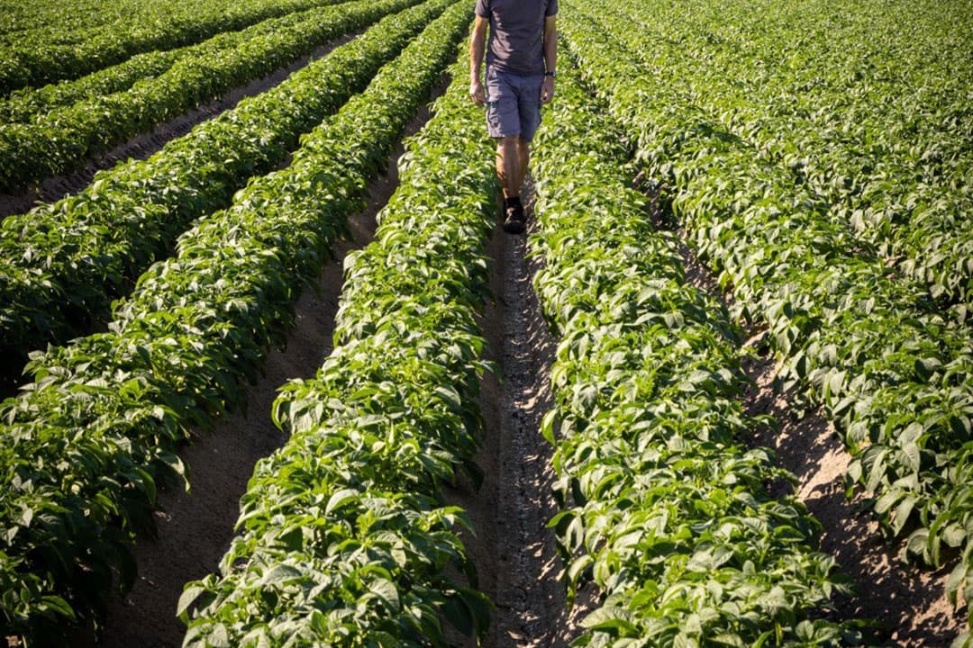 Hoewel Nederland vorig jaar een behoorlijke aardappeloogst had, blijft de opbrengstverwachting voor dit jaar rond het vijfjaargemiddelde liggen. - Foto: Peter Roek