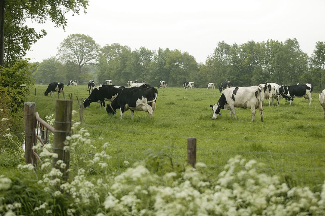 Het doel van de uitkoopregelingen is om de stikstofuitstoot nabij kwetsbare natuur omlaag te krijgen. Deelname is vrijwillig maar opnieuw beginnen in dezelfde sector mag niet. - Foto: Mark Pasveer