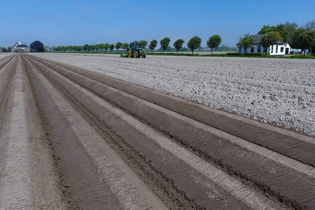 areaal aardappelen