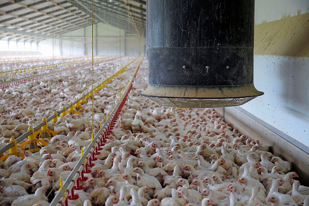 In alle sectoren vindt onderzoek plaats naar realtime meten van ammoniak. In de pluimvee- en varkenshouderij is dat vanwege dichte stallen gemakkelijker dan in de melkveehouderij. - Foto: Hans Prinsen