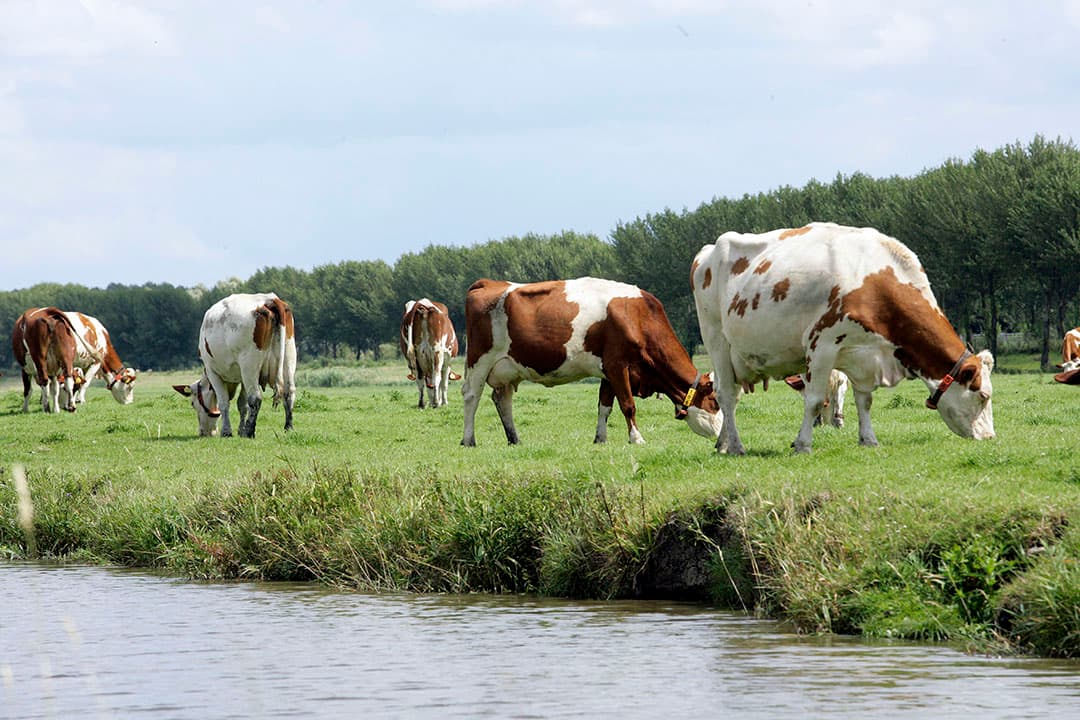 Dood koeien Overijssel