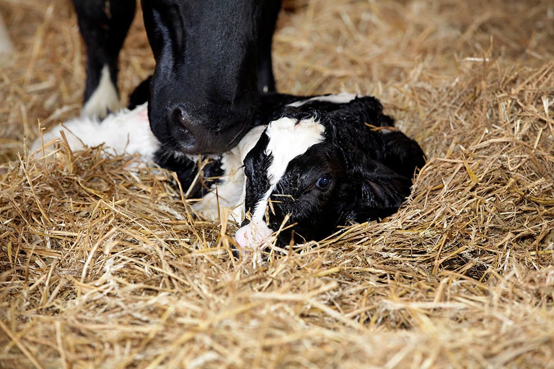 Een pas geboren kalf. 90% van de koeien kalft zelf af. Maar er zijn ook complicaties en je moet weten wanneer het tijd is om in te grijpen. - Foto: Henk Riswick