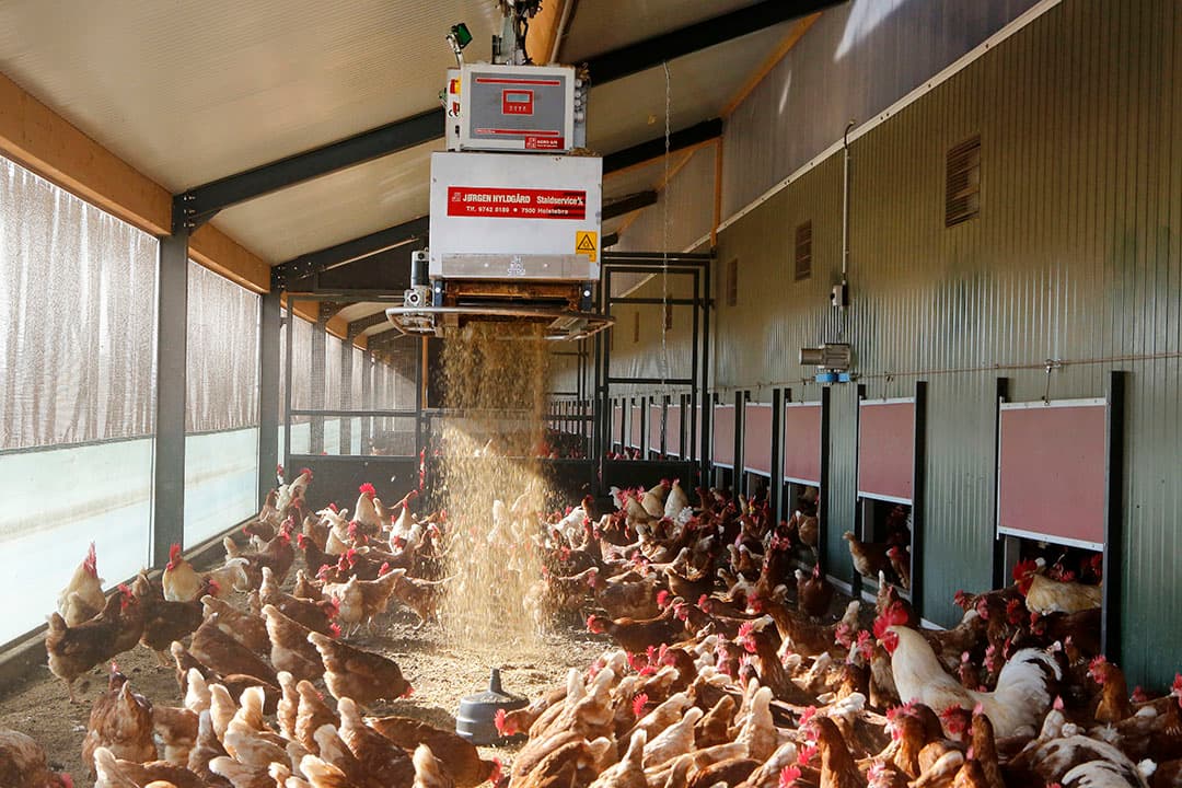 De onbekendheid met de uitstoot in de verplichte overdekte uitloop voor het Beter Leven-keurmerk leidt tot problemen en vertraging in vergunningverlening. - Foto: Henk Riswick
