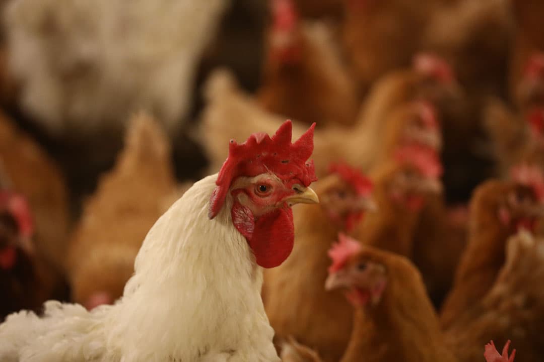 Koppels met volwassen vermeerderingsdieren hoeven vanaf 1 juli 2023 minder vaak te worden bemonsterd op salmonella. - Foto: Henk Riswick