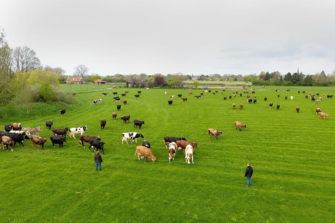 Koeien in de wei, voorjaar 2023. LTO verzet zich fel tegen de graslandnorm, die in maart werd voorgesteld als alternatief voor de GVE-norm in de melkveehouderij door LNV. - Foto: Henk Riswick