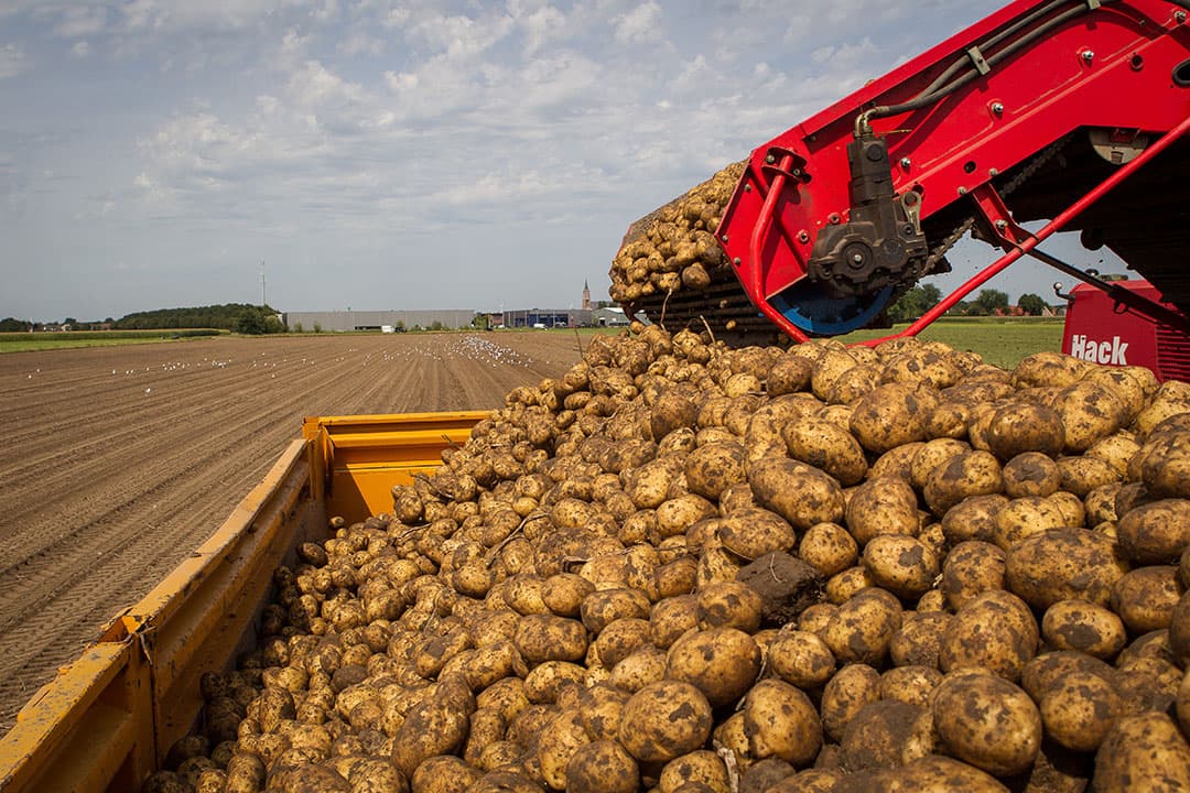 Oogst van Frieslander-aardappelen. De gemiddelde startnotering voor Frieslander op de Thoolse veiling Alvantho ligt fors hoger dan het vijfjarengemiddelde van € 60. - Foto: Peter Roek