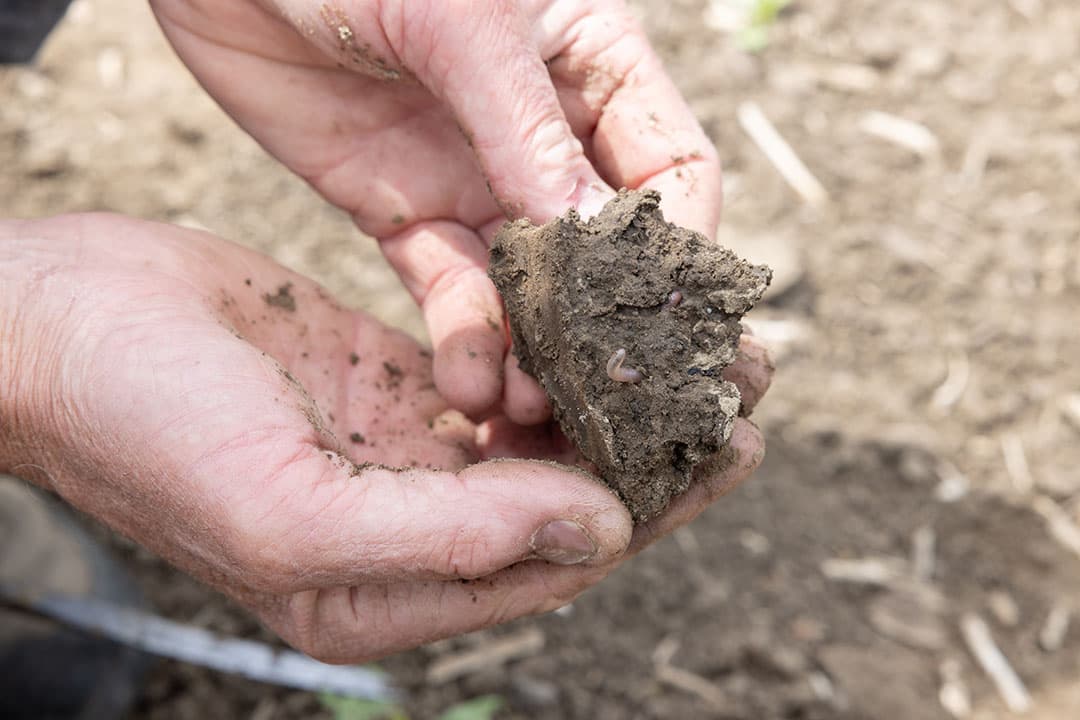 Cargill regeneratieve landbouw
