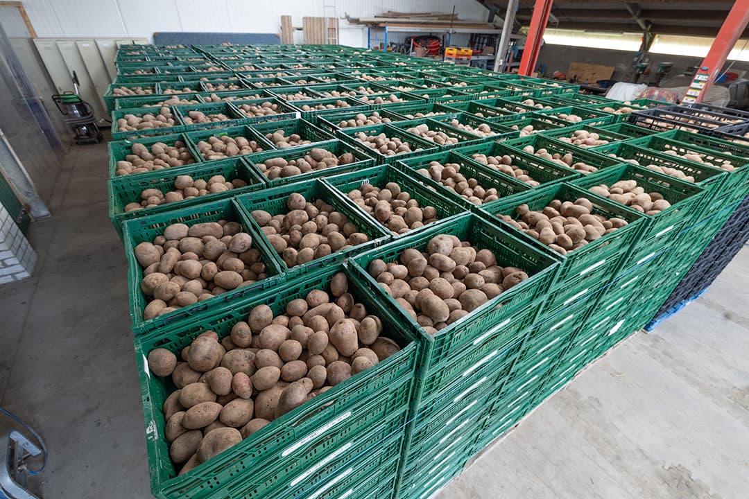 Kratten met aardappelen op het bedrijf van een biologisch akkerbouwer. - Foto: Peter Roek