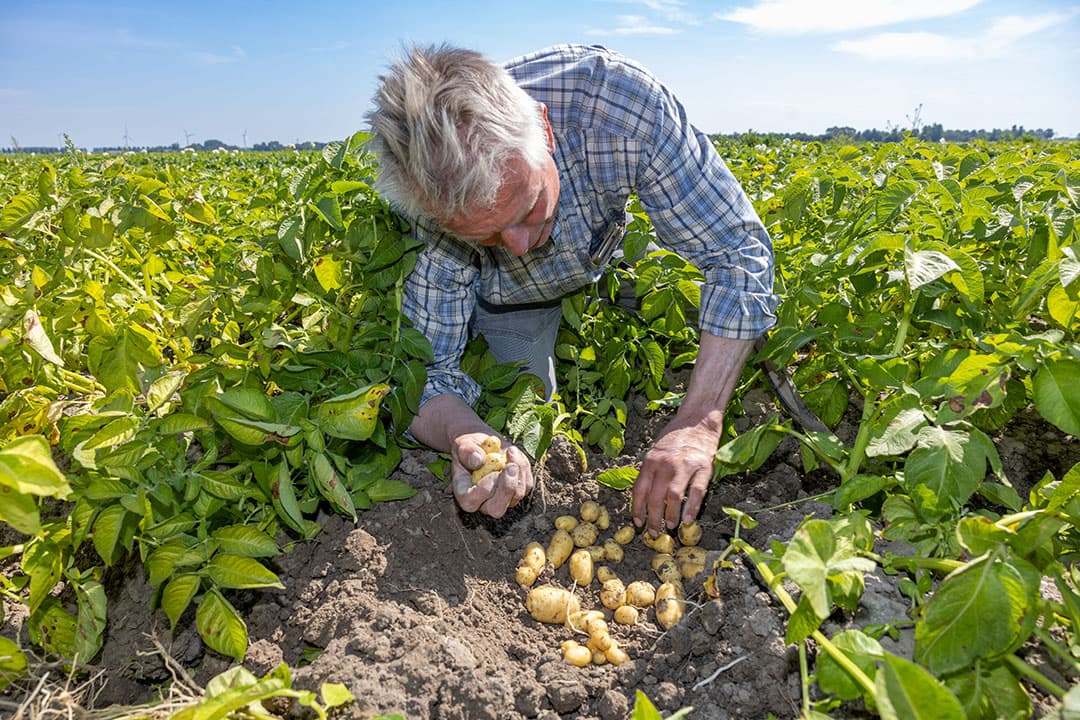 Jazzy-aardappels geteeld onder vliesdoek. Teler Laurens van Nederpelt schat dat er 18 à 20 ton per hectare onder zit. Tegenover 30 ton vorig jaar eind mei al.  "De allerkleinste die je ziet, komen niet eens over de rooier." 14 juni is het gewas doodgemaakt, waarna de knollen nog twee weken moeten afharden. Van Nederpelt moet zijn aanvankelijke verwachting van 10 tot 11 ton tarwe per hectare naar beneden bijstellen. "Tarwe gaat nu toch hard achteruit door de droogte."