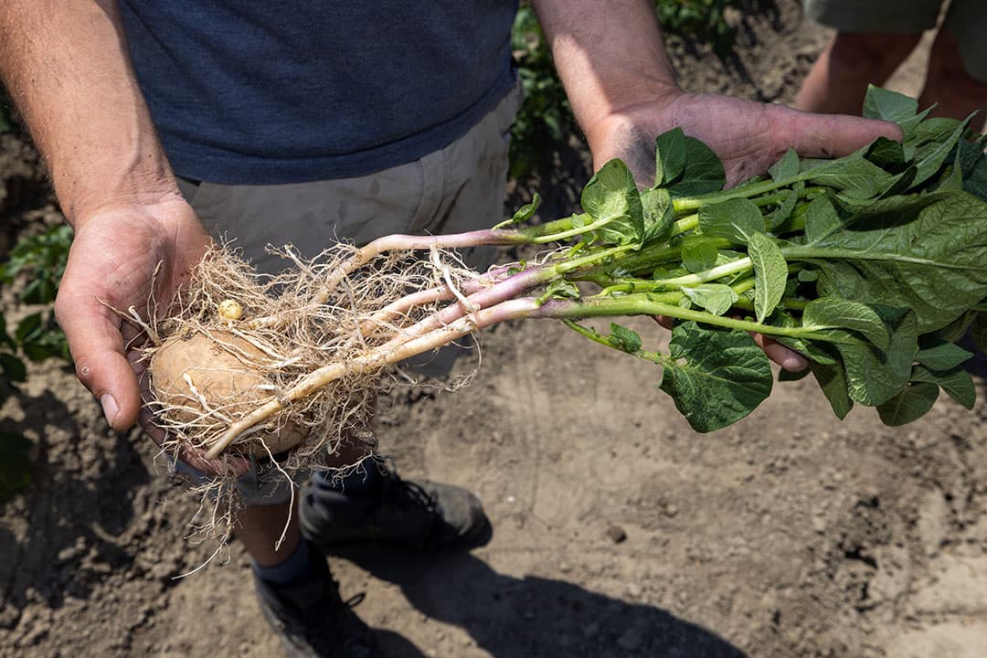 Stand van de gewassen op de langste dag. Agria aardappelen van Stols Blinkende Panhoeve in Zierikzee. Medewerkers Mees van der Spek en Cees den Boer bekijken de kwaliteit van het gewas. - Foto: Peter Roek