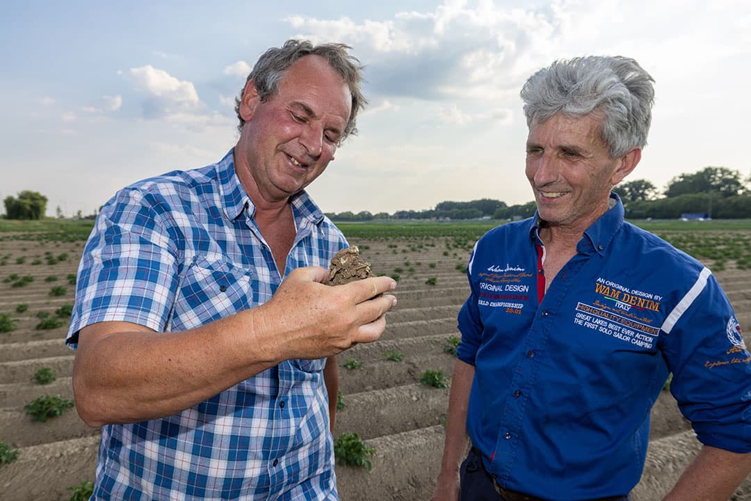 Wilko Wingelaar van Agrifirm (l) en teler Bas van der Pluim bekijken op een perceel langs de snelweg A27 verrotte Fontane-poters. Vele hangen in de grond alleen nog met slijmdraden aan elkaar. Wingelaar zoekt de oorzaak van de rot in een latente besmetting van de poter die zich in de lange natte en koude periode in de grond heeft kunnen manifesteren.  Van der Pluim heeft op het perceel Fontanes uit twee partijen van twee pootgoedtelers gepoot. "Ik ben ervan overtuigd dat de verrotte poters allemaal uit een partij komen." - Foto: Peter Roek