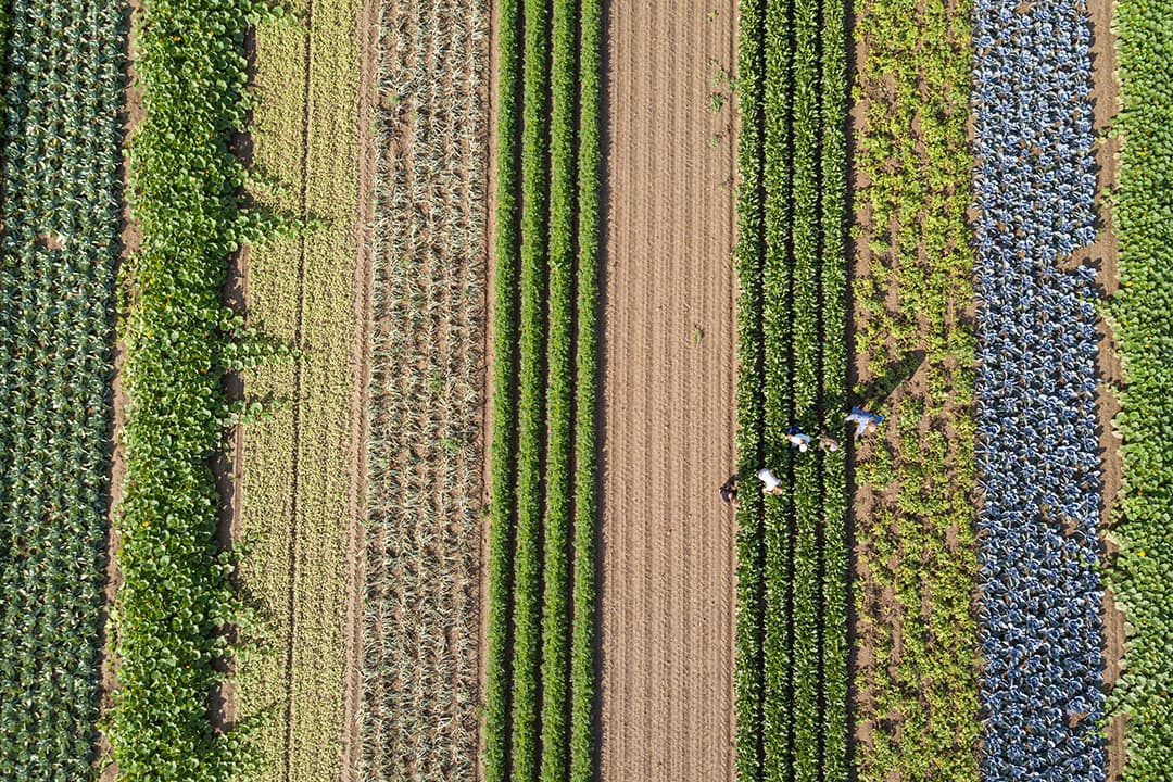 biologische landbouw