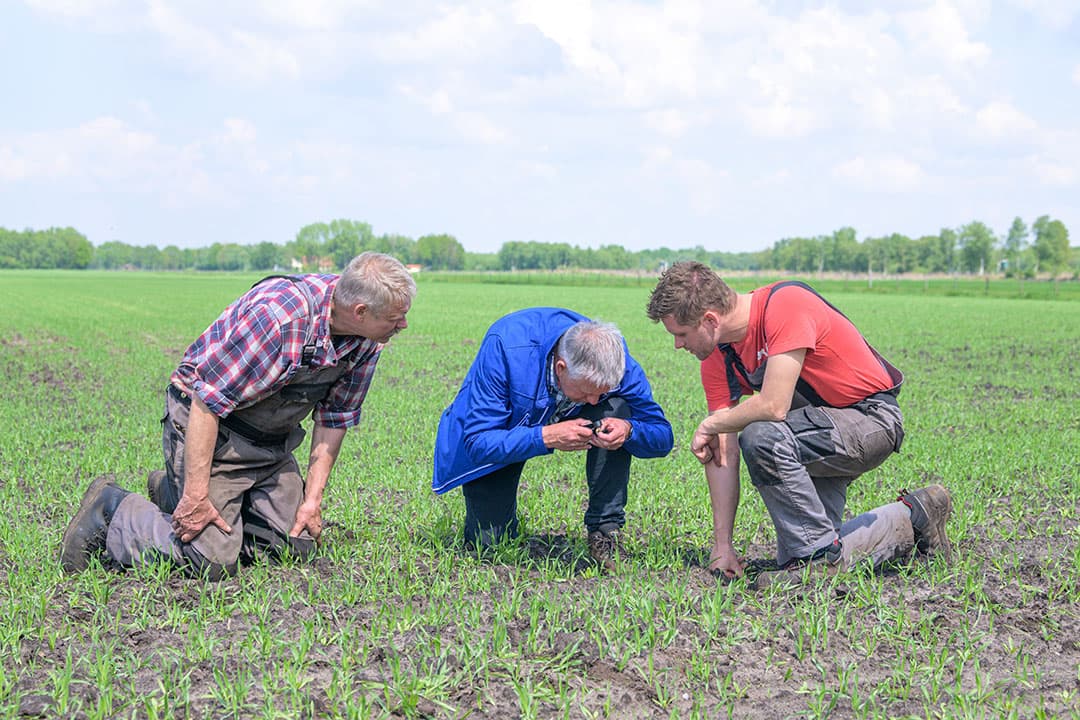Buitendienstmedewerker Henk Kist (midden) van Cosun Beet Company telt samen met de telers Bert en Robin Kuper het aantal luizen op een bietenperceel. Op het perceel staat een anti-stuifdek van gerst. - Foto: Frank Uijlenbroek