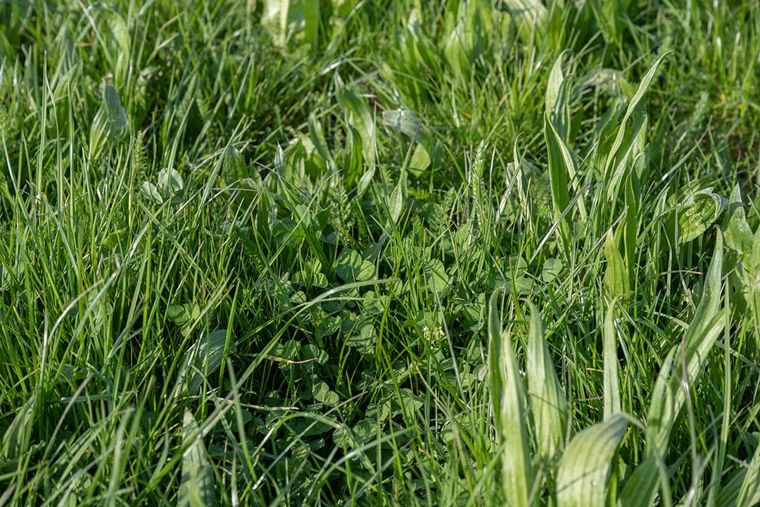 Detailopname van productief kruidenrijk gras, waarin naast gras ook klaver en smalle weegbree goed zichtbaar is. - Foto: Michel Velderman