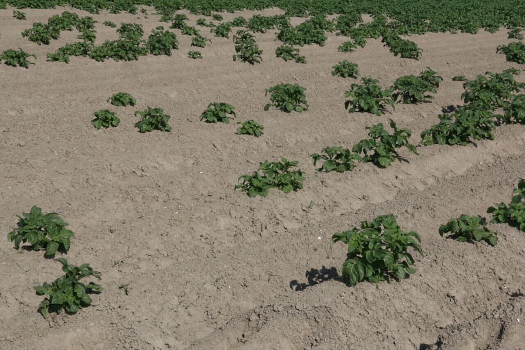 opkomstproblemen aardappelen