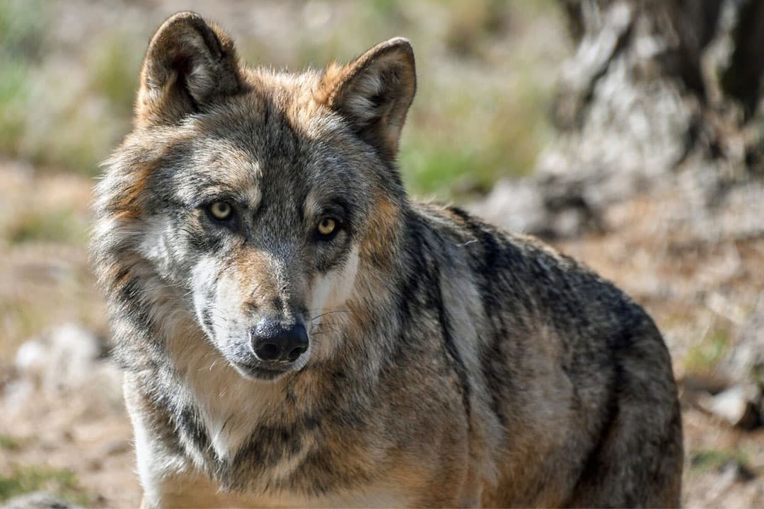 LNV zegt dat nog onvoldoende duidelijk is hoe de wolf goed geweerd kan worden. - Foto: Canva/Pixabay