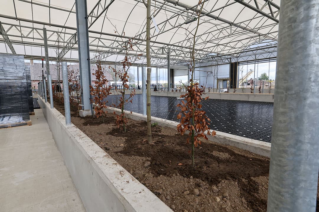 Zover is het nog niet; de bomen en struiken moeten nog wat groeien... De plantenbakken zijn overigens afgerasterd en wortels kunnen niet onder de stalvloer komen. Qua welzijn zijn er naar verwachting veel voordelen. In de zomer verlaagt het groen de staltemperatuur met 4 à 5 graden en is er meer schaduw door het blad. In de winter is er juist meer beschutting als het guur weer is.