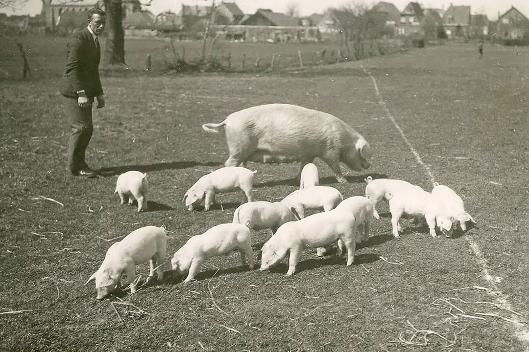 Een zeug met twaalf biggen was in 1941 een hele verschijning. Dit was het maximaal mogelijke, getuige de voedertabellen die adviezen gaven tot maximaal twaalf biggen per zeug. Zulke hoogproductieve dieren dienden intensief gevoederd te worden met knollen, bieten, granen en vismeel of rauwe vis. Wat de zeug op de foto te vreten kreeg, staat er niet bij maar die twaalf biggen kon ze duidelijk goed aan. - Foto: Misset