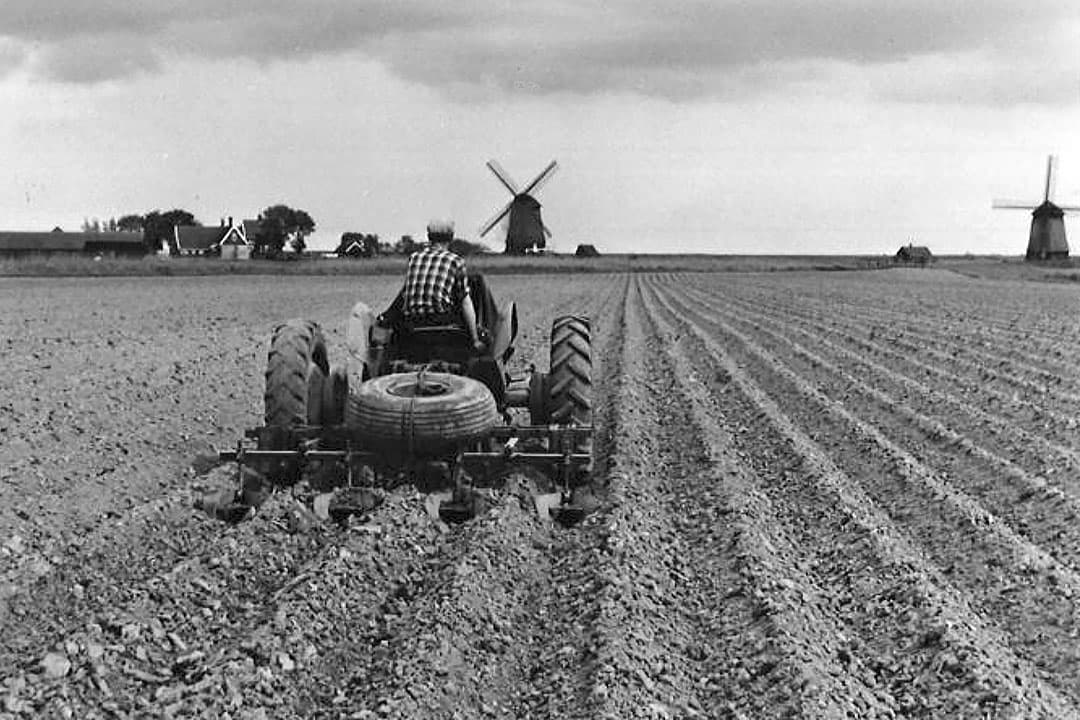 Begin jaren ’50 van de vorige eeuw experimenteerden boeren en onderzoekers met de opbouw van aardappelruggen. Kluiten waren een probleem, steeds als de trekker door de geulen ging, werd de losgemaakte ondergrond weer aangedrukt. Werkgangen combineren, zoals op de foto aanaarden en schoffelen tegelijk, scheelde in het vastdrukken van de ondergrond. - Foto: Misset