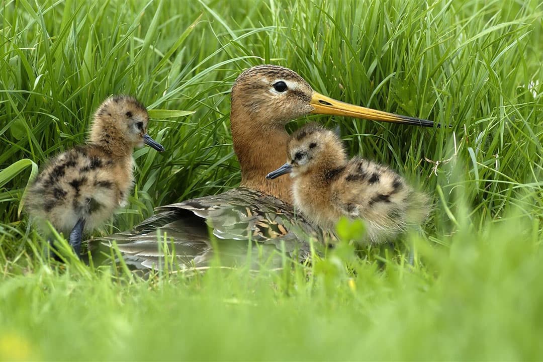 Grutto met kuikens op het nest. - Foto: ANP