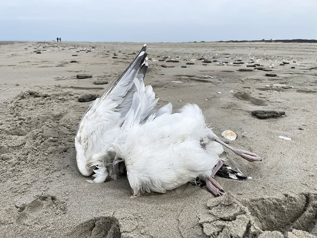 Dode meeuw op strand. Onder meeuwen circuleert momenteel een nieuwe variant van het H5N1-virus. - Foto: ANP vogelgriep meeuwen