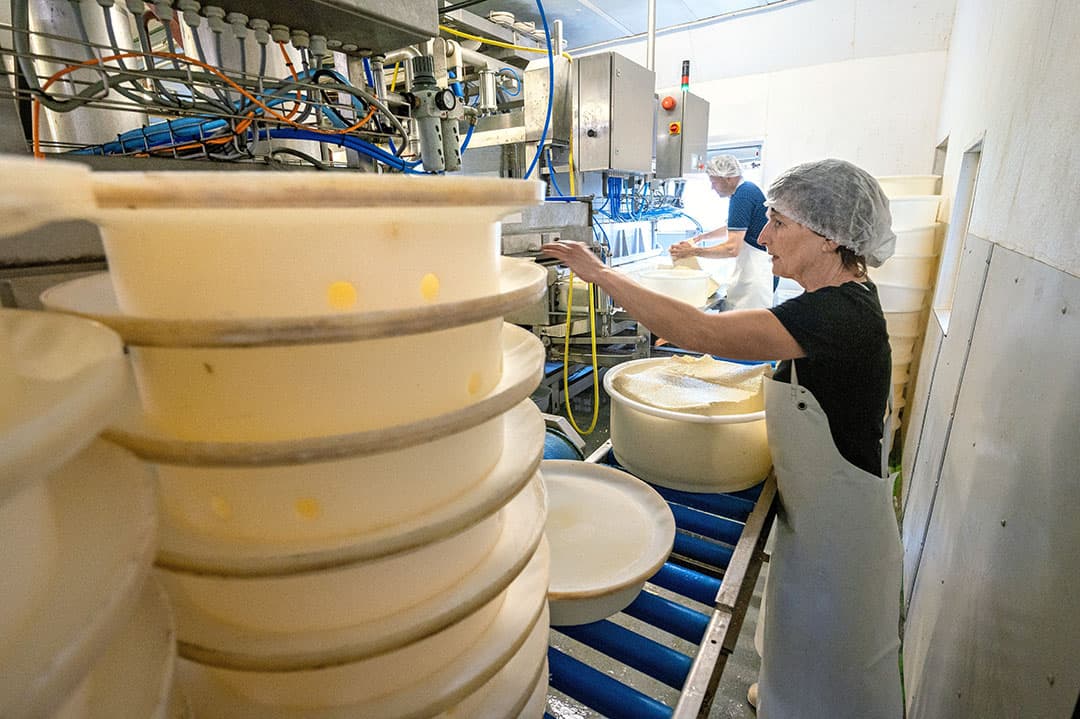 De productiekosten van boerenkaas zijn afgelopen jaar hard gestegen als gevolg van energie en andere grondstoffen. Er zijn niet veel mogelijkheden om op korte termijn het rendement te verhogen. - Foto's: Cor Salverius