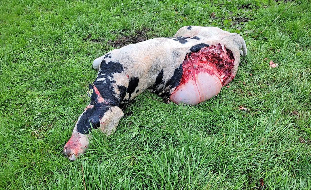 Het dode kalf van Eising. “Het was een verschrikkelijke aanblik”, zegt Gerben Eising. “De buren waren er ook stil van.” - Foto: Maatschap Eising