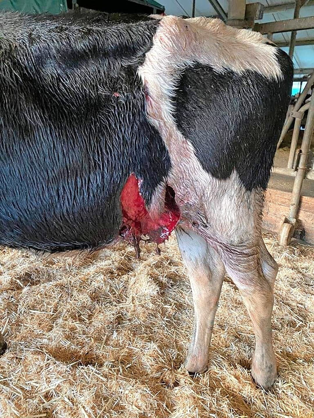 De pink met het gat in de flank. - Foto: Maatschap Eising