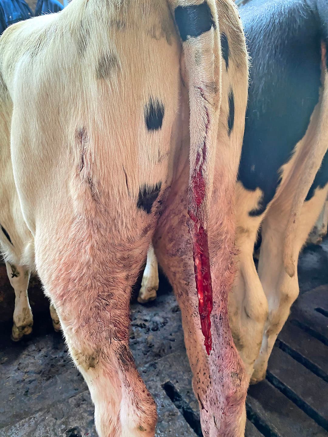 De pink waarvan de staart was aangevreten door een wolf bij de eerste aanval. - Foto: Maatschap Eising