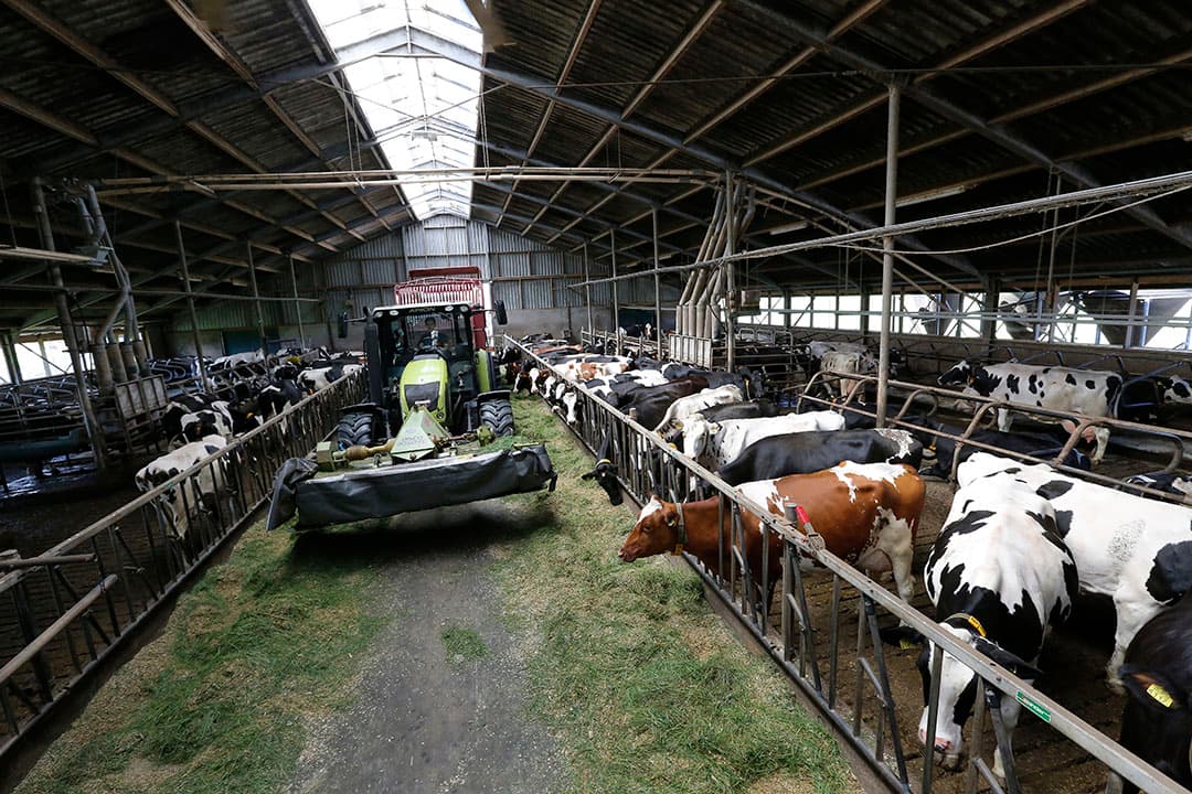 Het VEM-gehalte in vers gras is gemiddeld 10% hoger dan in kuilgras. De smakelijkheid van het gras helpt bij het verhogen van drogestofopname, en dus de melkproductie. - Foto: Henk Riswick