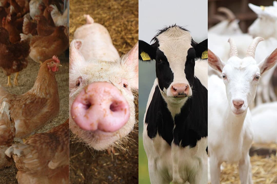 Definitieve heffing voor Diergezondheidsfonds is naar verwachting komend najaar bekend. - Foto's: Canva, beeldbewerking