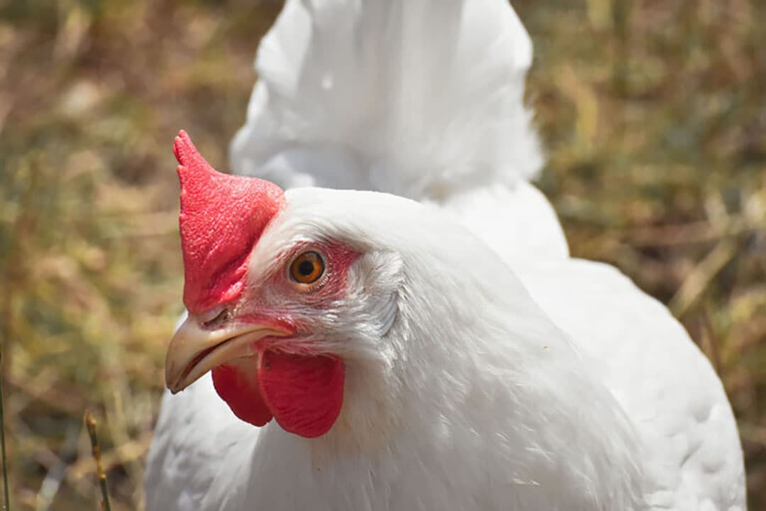 Voerefficiëntie is de belangrijkste indicator van de technische prestaties in de pluimveefokkerij. - Foto: Canva