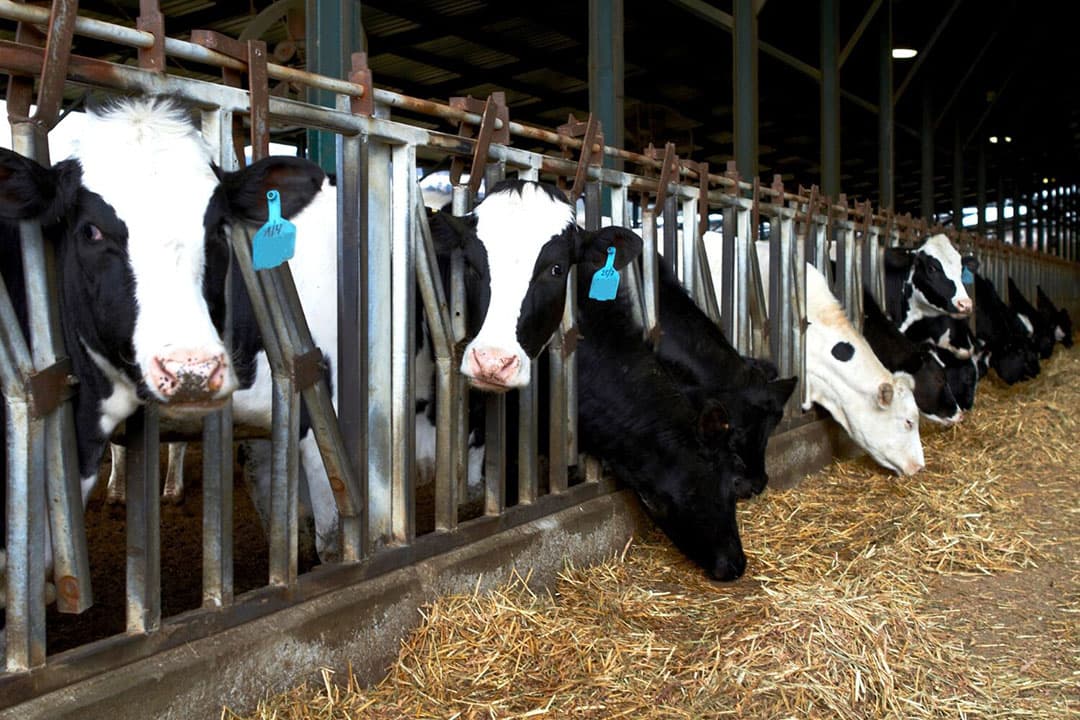 Melkveebedrijf in Israël; een zogenoemde kibboets. Dit is een collectieve landbouwnederzetting. - Foto: Canva