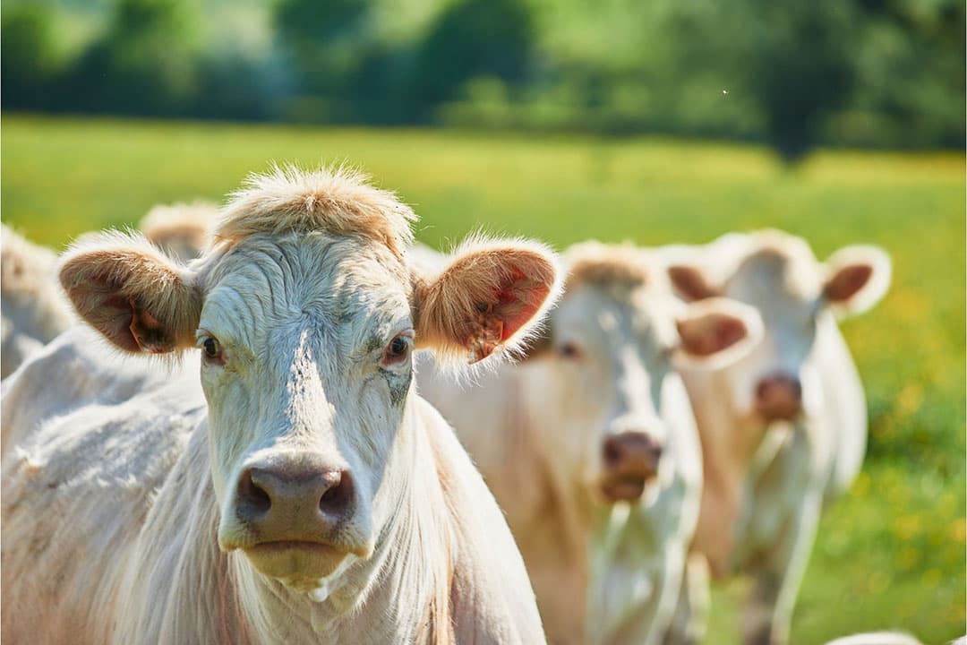 Dierenmishandeling en dierverwaarlozing zal harder worden aangepakt. - Foto: Canva