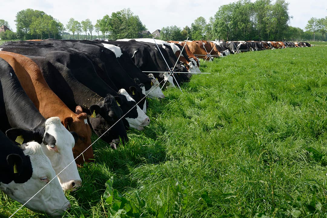 De keuze van type beweidingssysteem heeft veel invloed op de opname en benutting van gras en grasgroei. Het systeem met de hoogste benutting is stripgrazen. Een systeem van dagelijks omweiden, komt daar qua benutting dichtbij in de buurt. - Foto: Lex Salverda