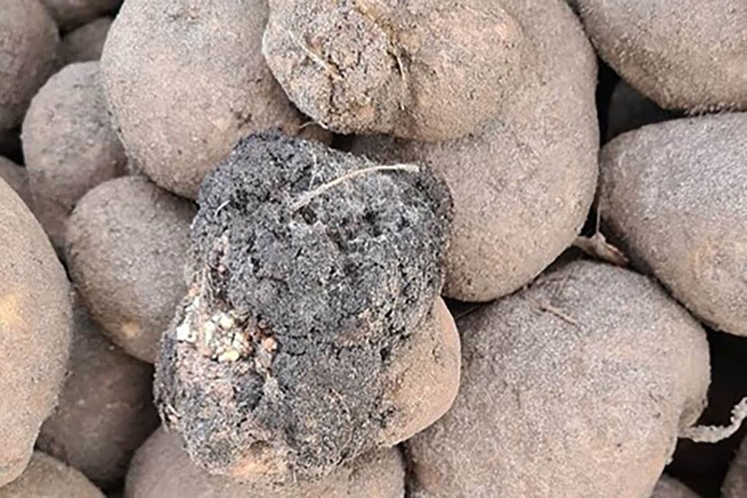 Een aardappelknol met wratziekte. Na vondst van wratziekte mag minimaal twintig jaar geen aardappelen geteeld worden op het desbetreffende perceel. - Foto: NVWA
