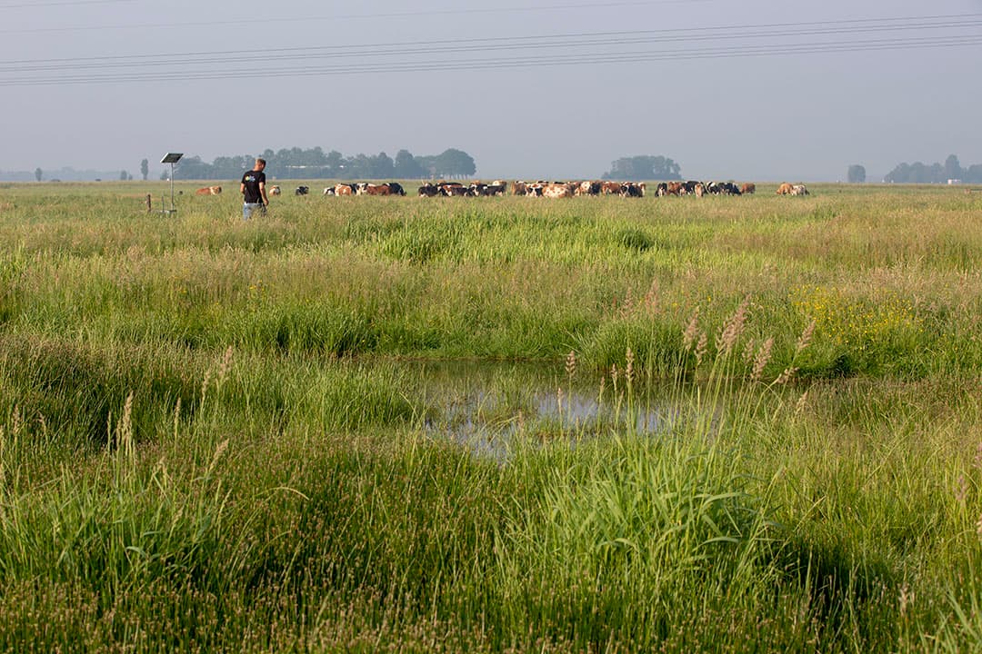Natuurinclusieve landbouw in Friesland. Plasdrasstrook met daarnaast koeien die op kruidenrijk grasland weiden. – Foto: Anne van der Woude