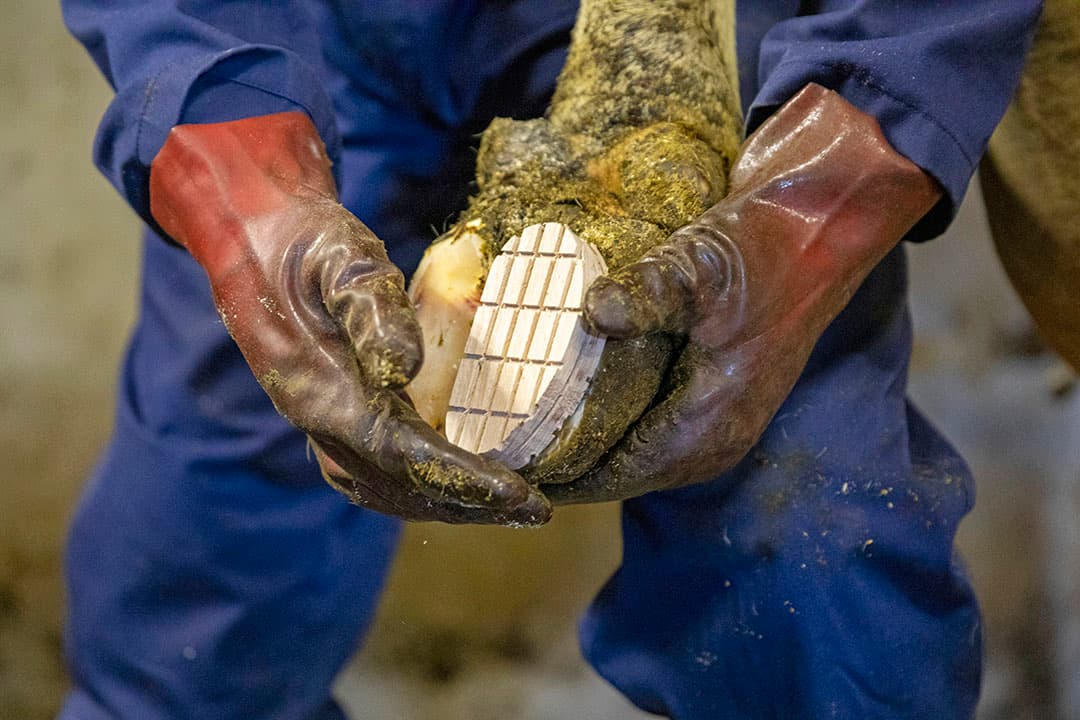 Zetten van een blokje onder de gezonde klauw zorgt er voor dat de beschadigde klauw geen of weinig druk ondervindt. Het is onderdeel van een gecombineerde aanpak. - Foto: Anne van der Woude