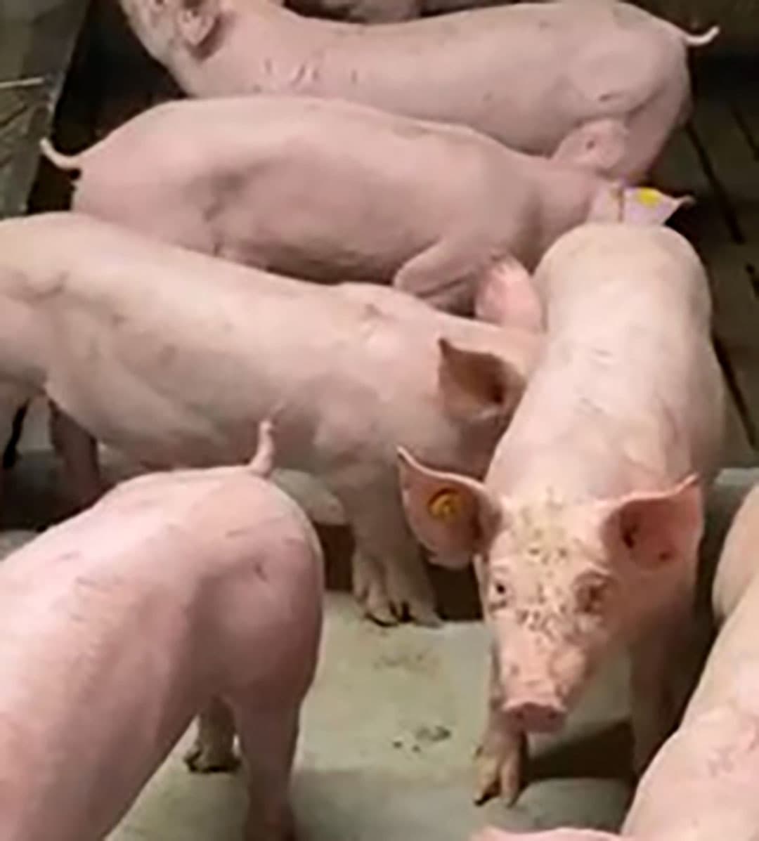 Belly-nosing is het gedrag waarbij een varken met de neus tegen de buik van hokgenoten duwt. Dat is een instinctieve reactie - stimuleren van het uier - die je na het spenen kunt zien in stresssituaties. Dit gedrag geeft aan dat het dier stress ervaart. Stress levert risico op staartbijten op. - Foto: K. Koenders, Lintjeshof