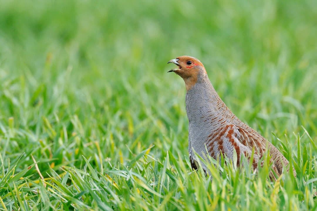 De patrijs is steeds minder vaak te zien zeggen onderzoekers in een Europees onderzoek naar broedvogels. - Foto: Canva