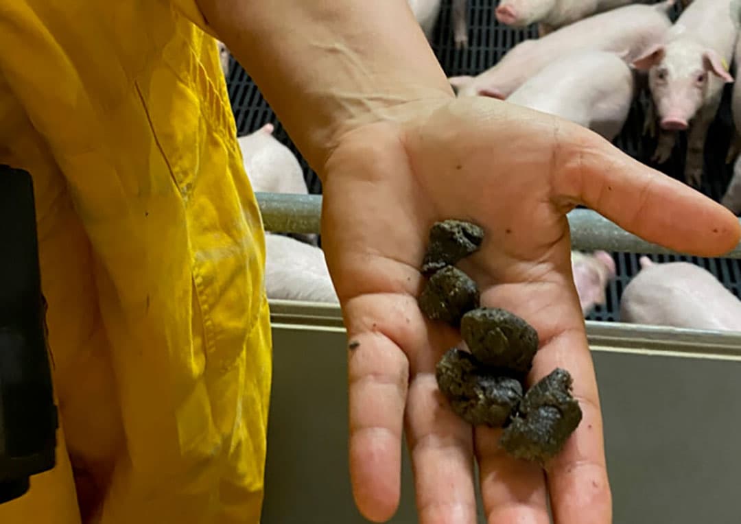 Voldoende beschikbaar drinkwater van goede kwaliteit is essentieel voor het welzijn en de goede gezondheid van het varken. Droge hokken, keutelige mest en donker gekleurde urine zijn belangrijke aanwijzingen dat de watervoorziening onvoldoende is. Ook oor- en staartnecrose kan veroorzaakt worden door onvoldoende beschikbaar water van goede kwaliteit. Een ruime hoeveelheid drinkpunten en dagelijkse controle van de watervoorziening op reinheid en doorloopsnelheid kan veel problemen voorkomen. Dit geldt ook voor de regelmatige controle van de kwaliteit van het drinkwater. - Foto: K. Koenders, Lintjeshof