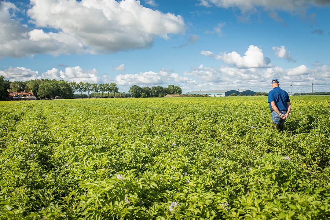 Veldkeuring van een perceel pootaardappelen door een N AK keurmeester. Bladrol wordt dit jaar weer in de keuring meegenomen. - Foto: Koos Groenewold