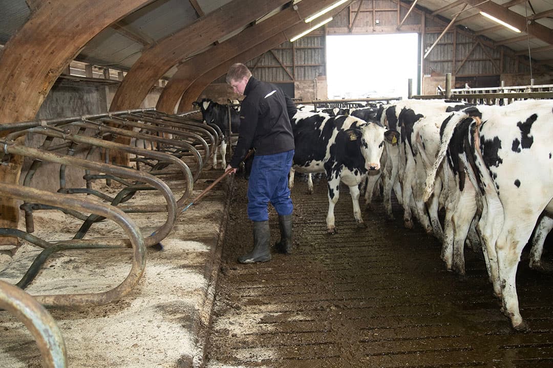 De kalveren moeten droog en comfortabel kunnen liggen. Gerben Eising houdt de ligboxen daarom goed schoon. - Foto: Hans Banus