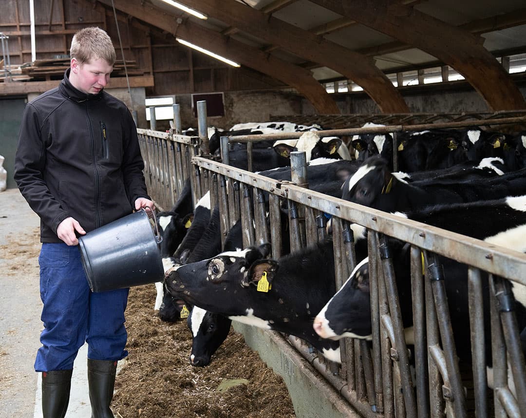 De oudere kalveren komen in een groepshok op stro. - Foto: Hans Banus