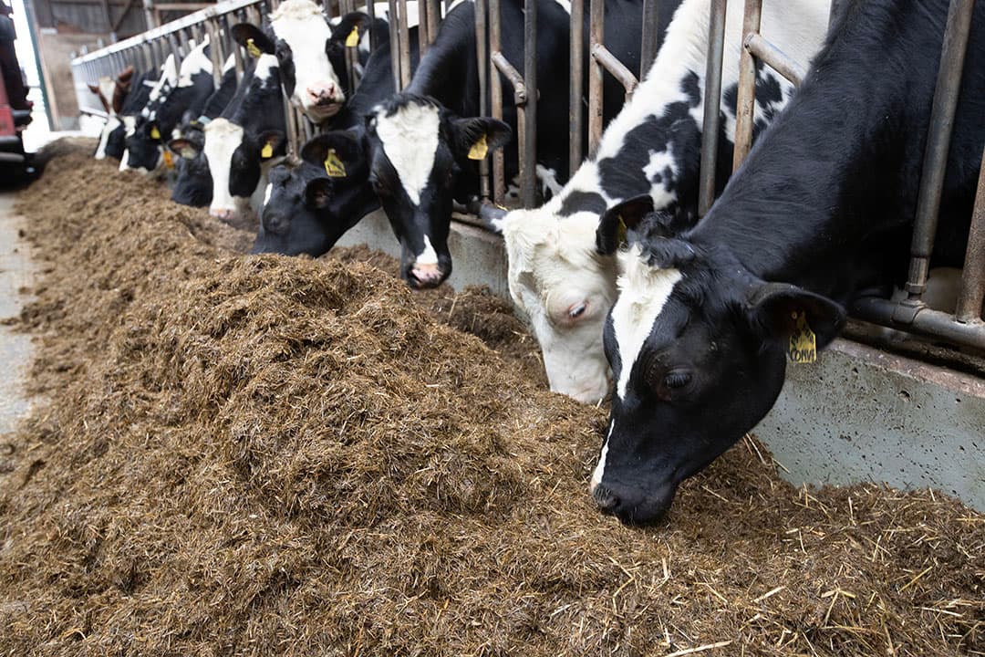 Er ligt altijd voldoende voer voor het voerhek van het melkvee. Dat zorgt voor een hoge drogestofopname en veel melk. - Foto: Hans Banus