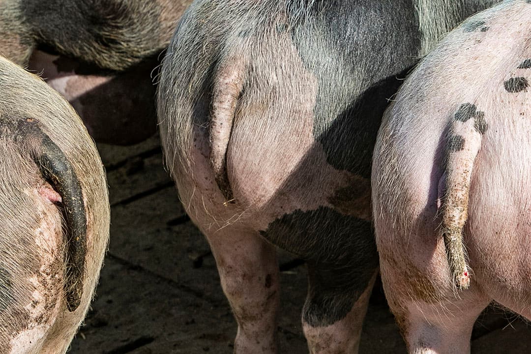 Krulstaart of niet, de staart van een varken vertelt veel over de gemoedstoestand. Een opstaande staart of een krul in een lange staart geeft aan dat het dier zich in een positieve gemoedstoestand bevindt. Een hangende staart duidt op een negatieve gemoedstoestand. Dan is ook het risico op staartbijten verhoogd. Op zo’n moment moet er dus goed verder gekeken worden naar wat de aanleiding voor de negatieve gemoedstoestand kan zijn. Bijvoorbeeld tocht, ziekte of concurrentie om vreet- of drinkplekken. - Foto: Ronald Hissink