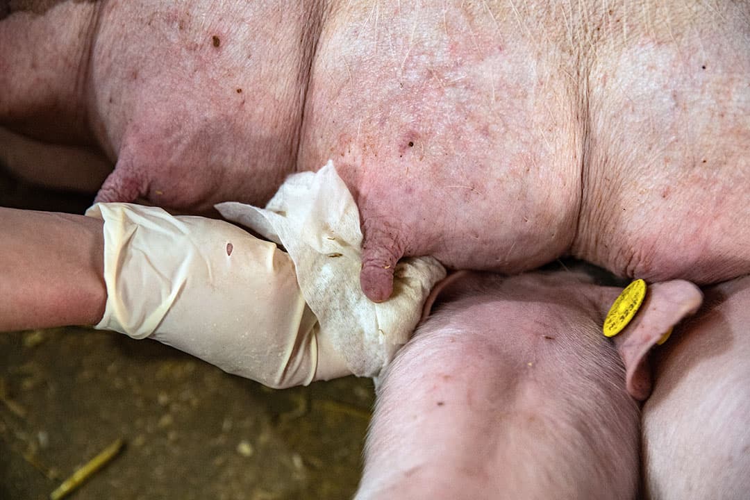 Bij zeugen met zuigende biggen is het griepvirus te vinden op de uier van de dieren. - Foto: Ronald Hissink