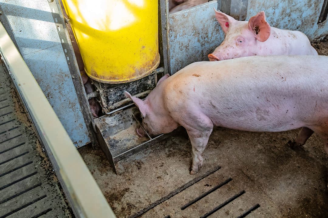Een varken dat het te warm heeft, zal niet alleen proberen die warmte kwijt te raken, maar ook de interne warmteproductie verminderen. De eerste reactie daarbij is minder vreten. - Foto: Ronald Hissink