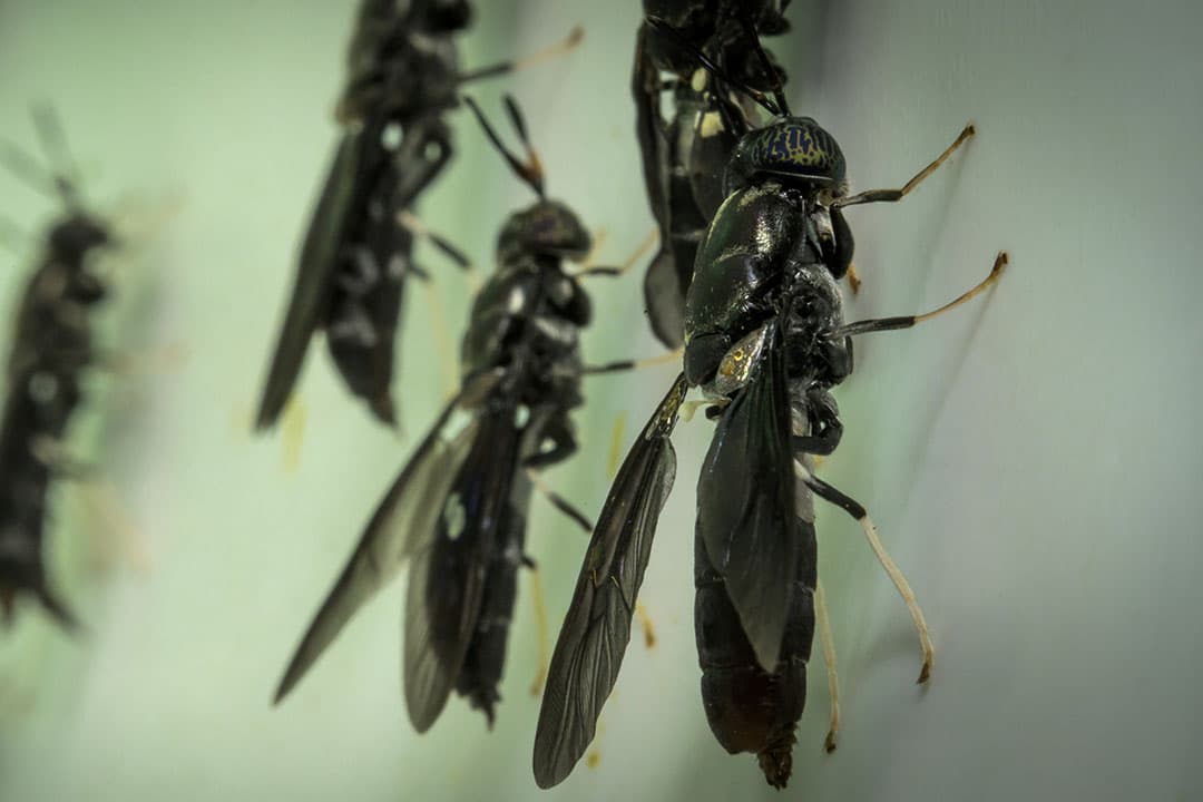 Protix produceert duurzame circulaire eiwitten op basis van insecten. De eiwitten worden op dit moment alleen gebruikt in diervoeding. - Foto: Protix